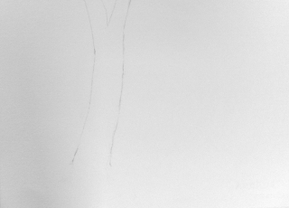 Gum Tree Drawing