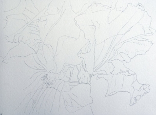 Iris Drawing for Watercolor painting of Iris