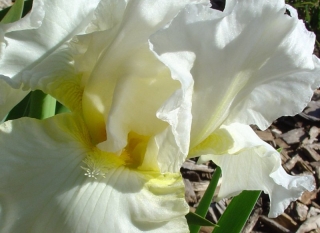 White Iris Reference Photo