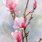 Flowers Pink Magnolias watercolour painting by Joe Cartwright