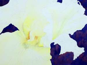 White Iris Step 3 masking the stamens and yellow watercolor wash