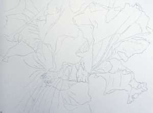 White Iris drawing for watercolor painting