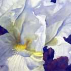 White Iris finshed watercolor flower painting