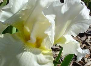 White Iris reference image for watercolor demonstration