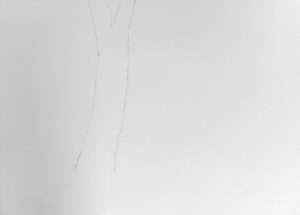 How to draw trunk of gum trees
