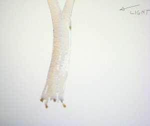 Gum tree watercolor painting demonstration warm and cool side