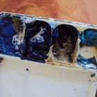 Mold or fungus on growing on watercolor paint in palette